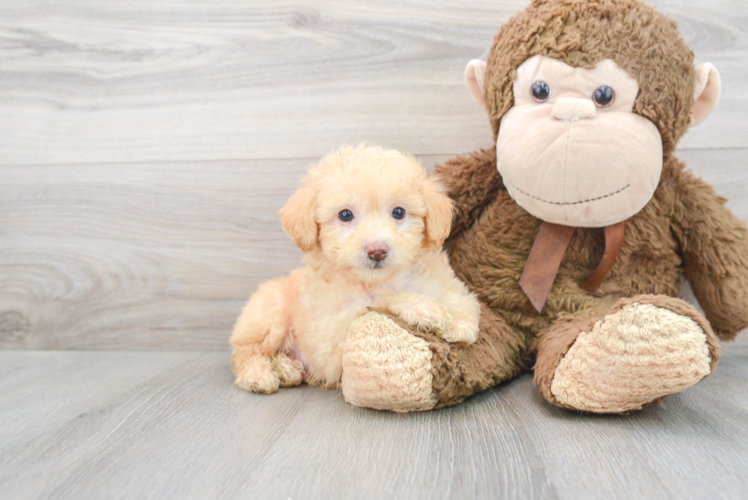 Funny Poodle Purebred Pup