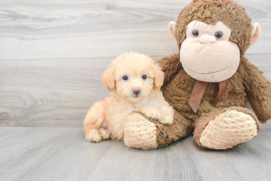 Funny Poodle Purebred Pup