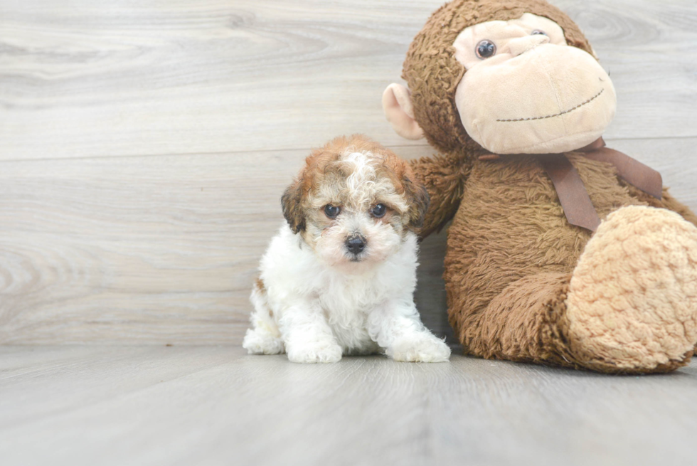 Funny Poodle Purebred Pup