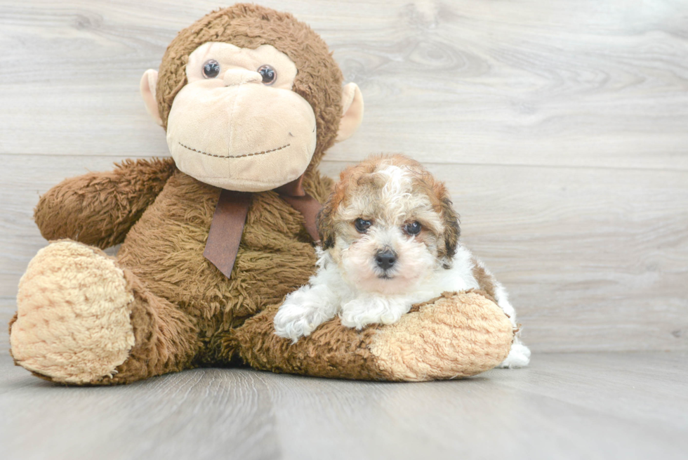 Playful Poodle Baby