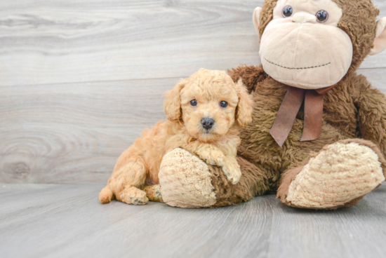 Poodle Puppy for Adoption