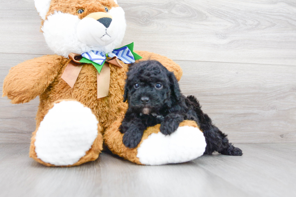 Friendly Poodle Purebred Pup