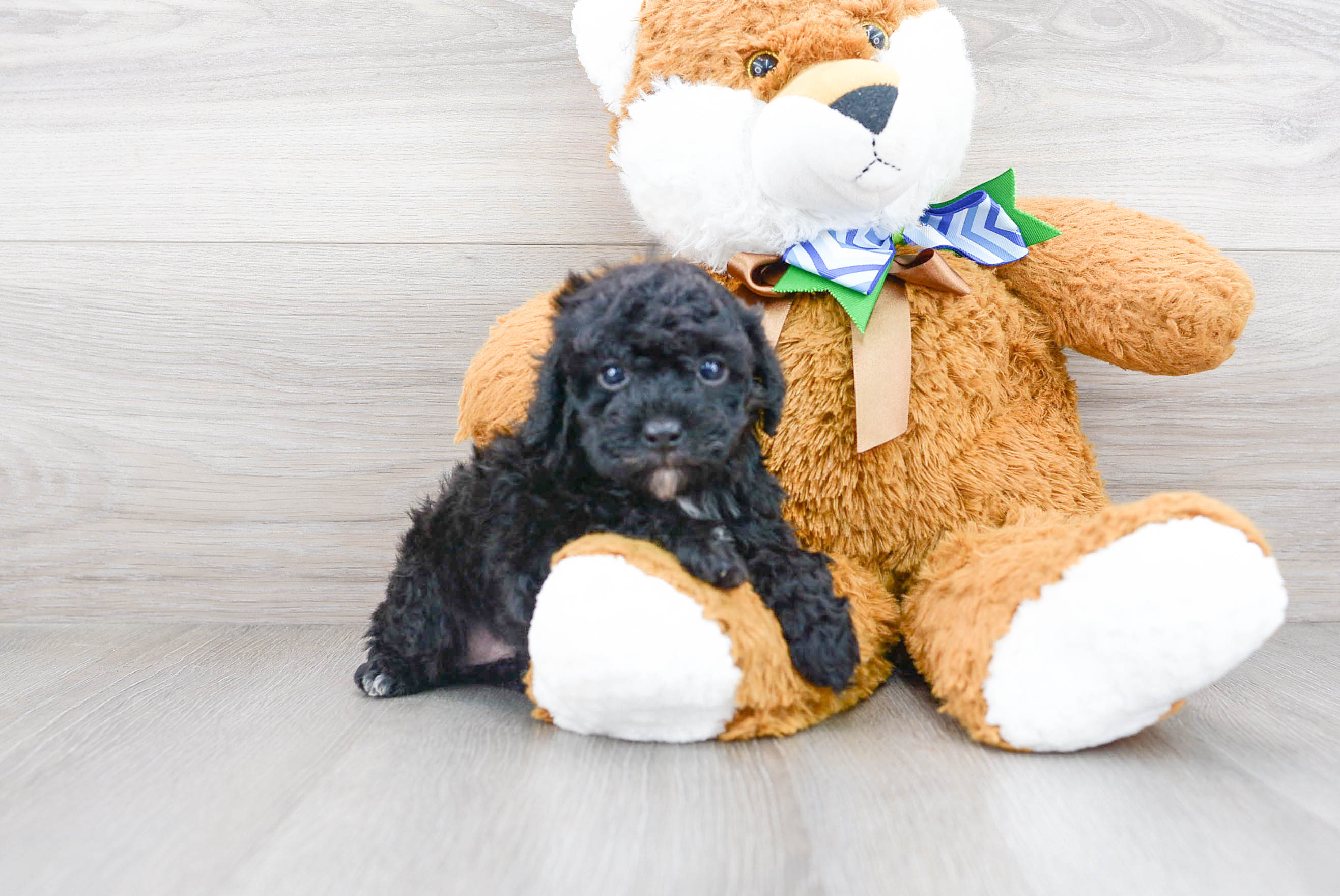 Fluffy Pudle Purebred Puppy
