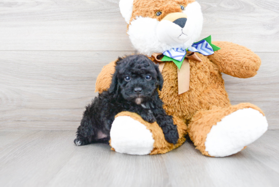 Fluffy Pudle Purebred Puppy