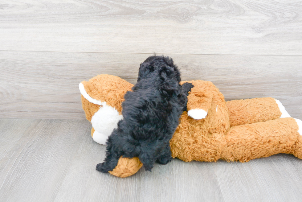 Friendly Poodle Baby