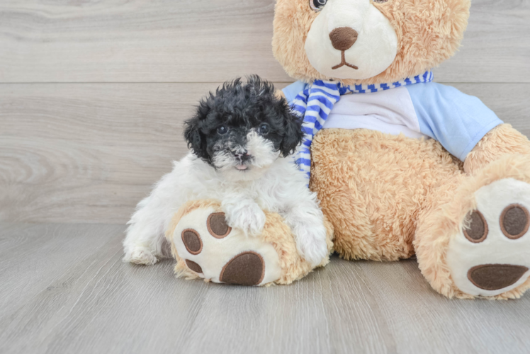 Poodle Pup Being Cute