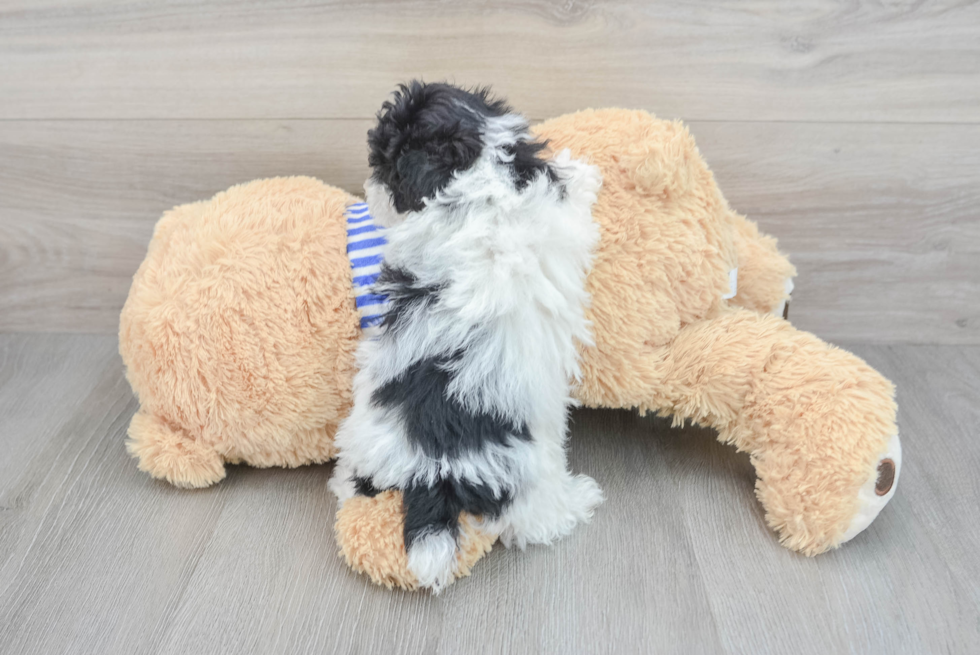 Best Poodle Baby