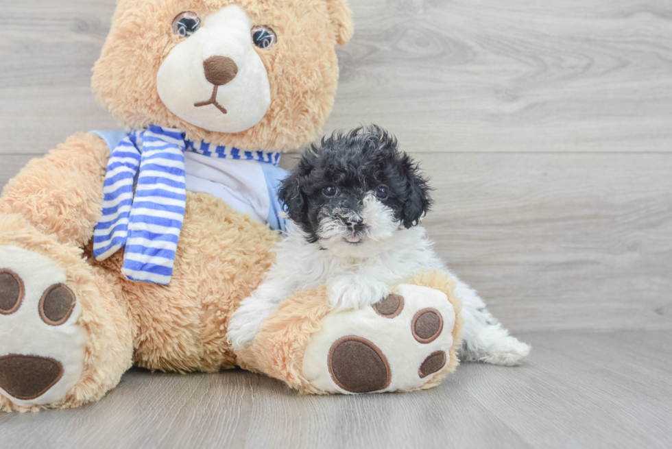 Poodle Puppy for Adoption