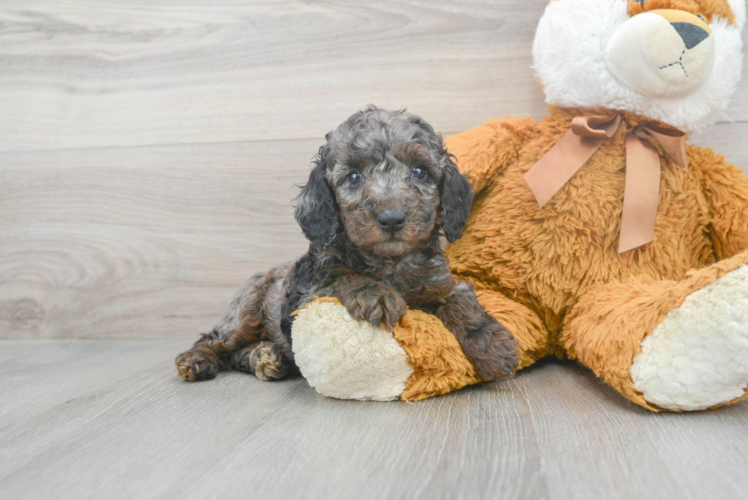 Popular Poodle Purebred Pup