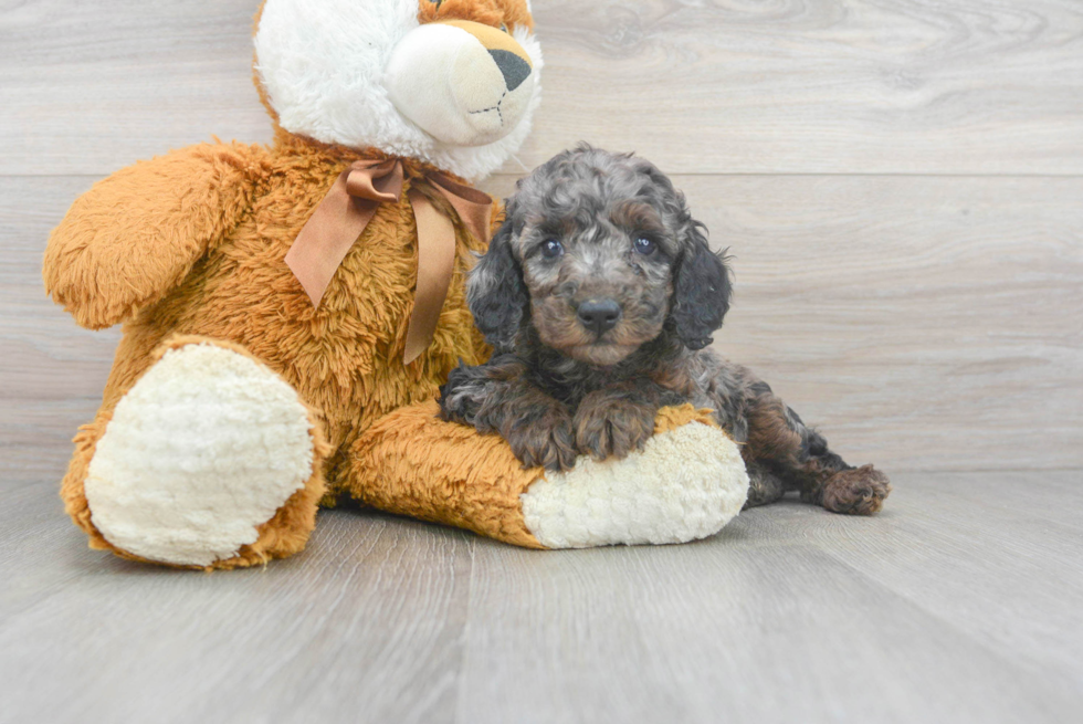 Energetic Pudle Purebred Puppy