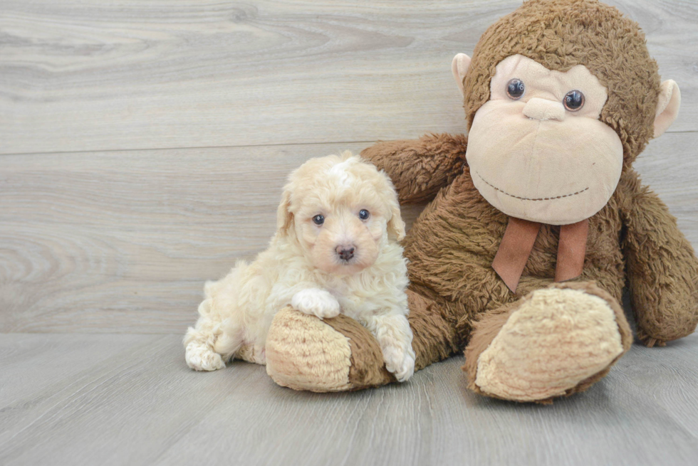 Hypoallergenic Poodle Baby