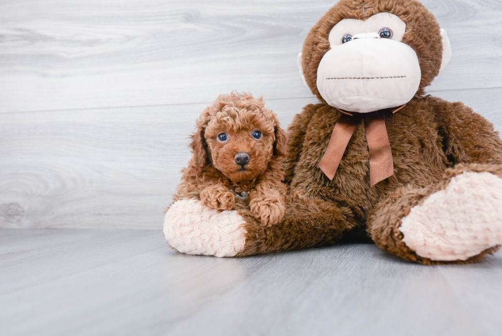 Popular Poodle Purebred Pup