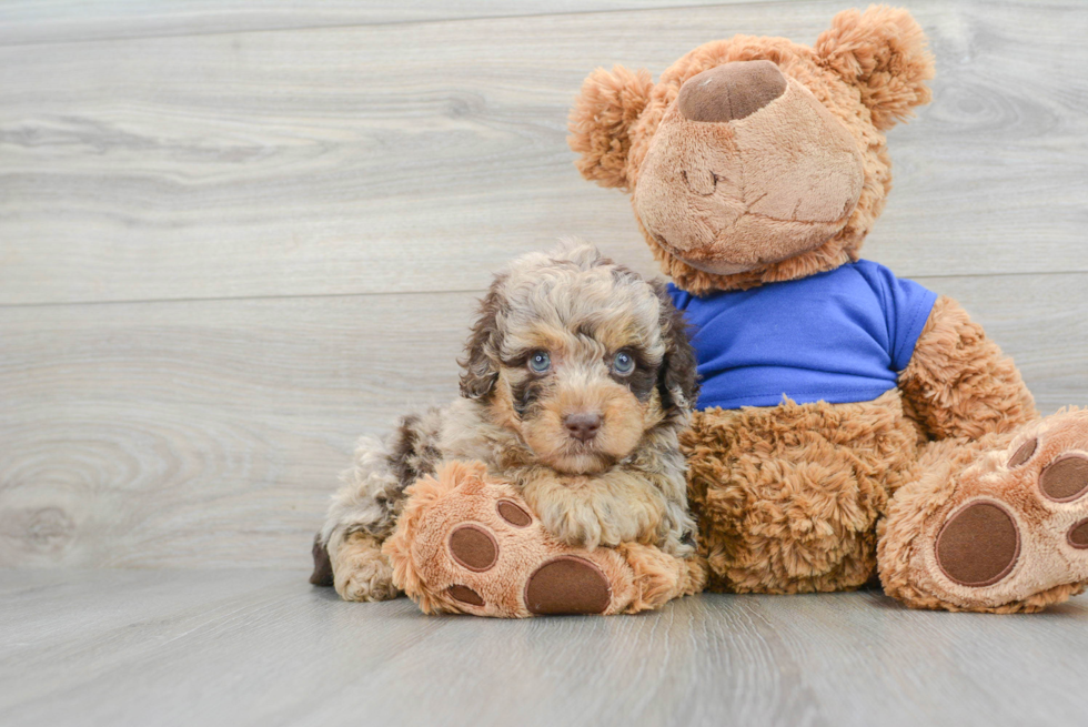 Playful Poodle Baby