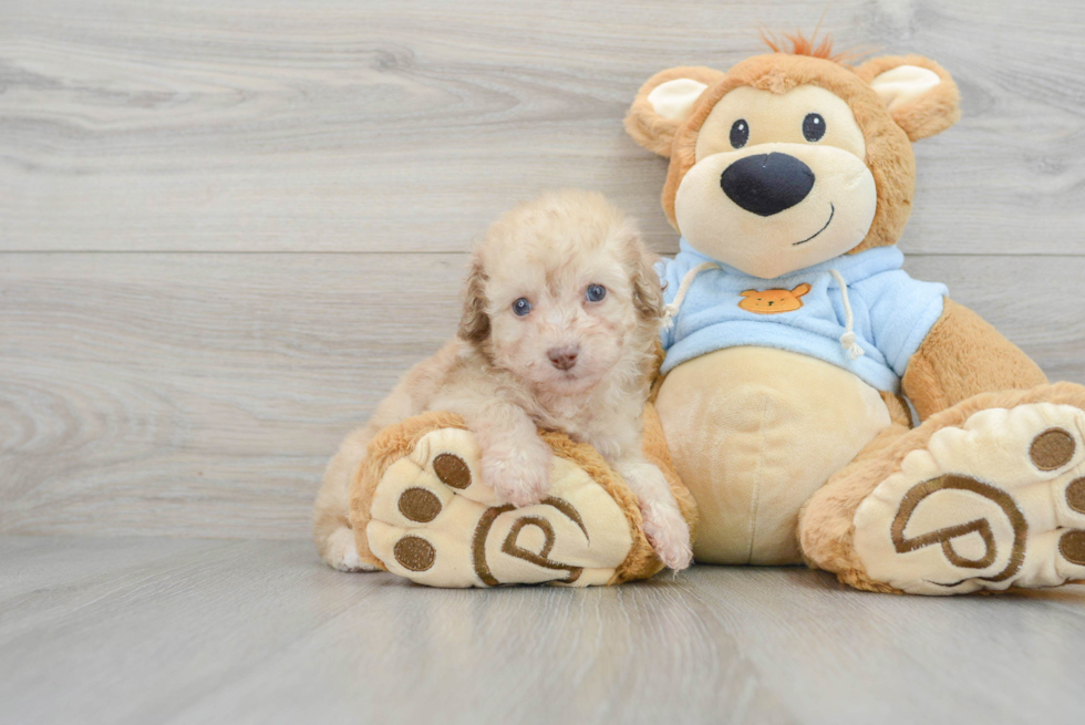 Akc Registered Poodle Purebred Pup