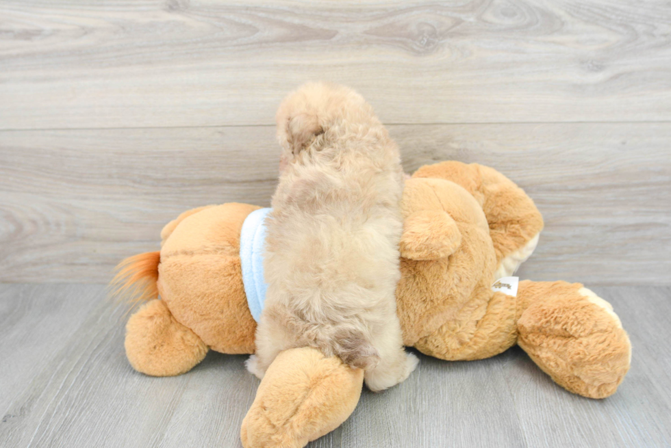 Akc Registered Poodle Baby