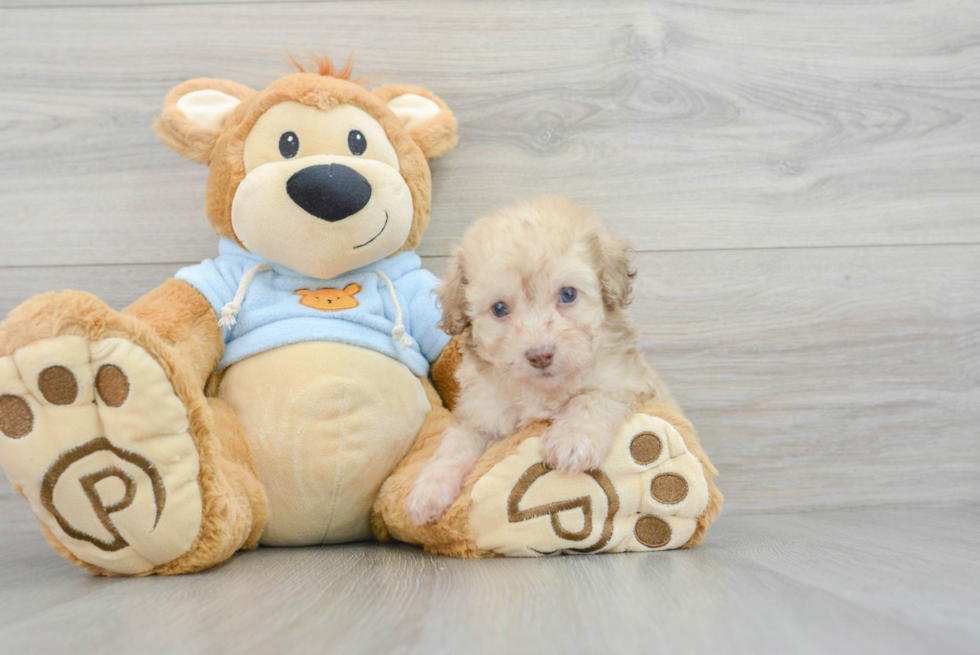 Funny Poodle Purebred Pup