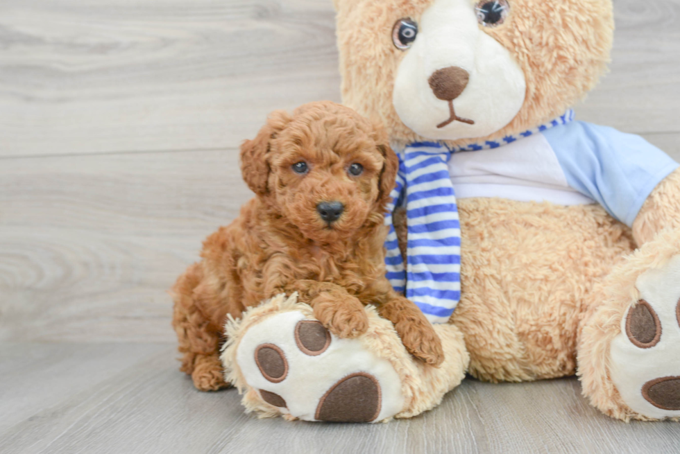 Poodle Pup Being Cute