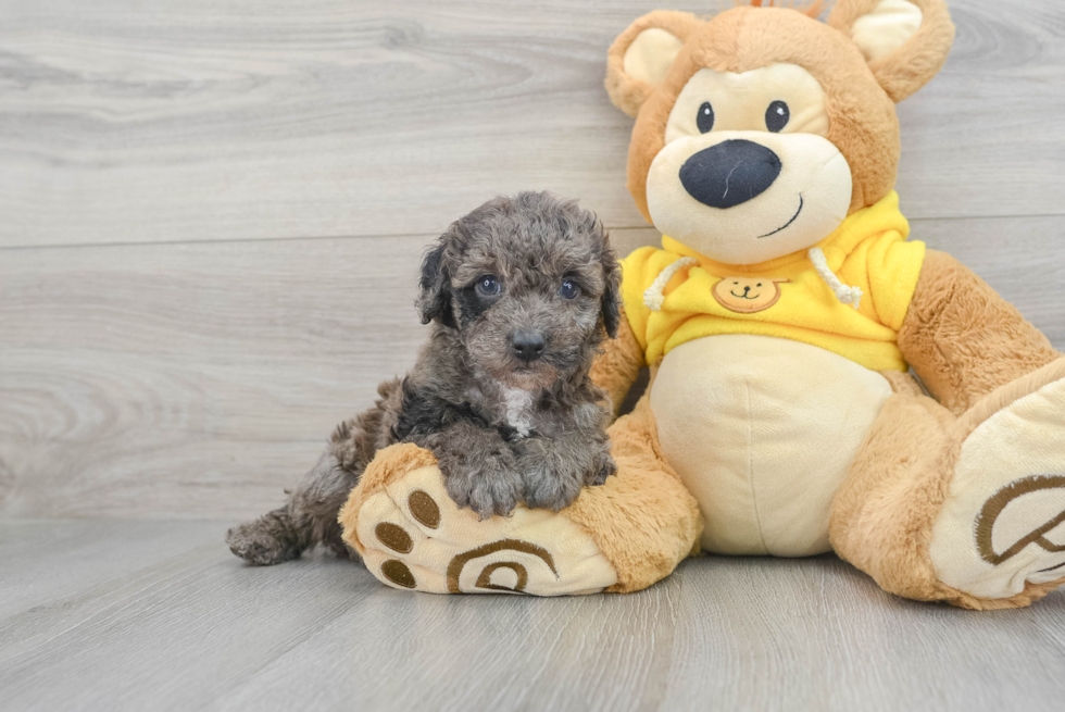 Hypoallergenic Poodle Purebred Pup