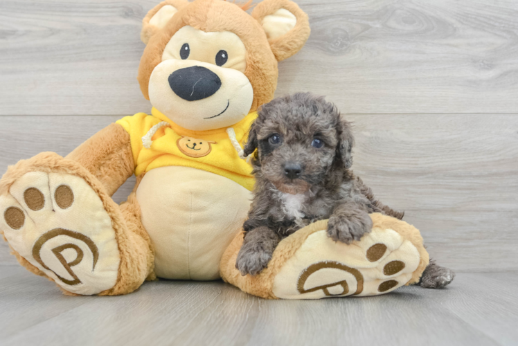 Cute Pudle Purebred Puppy