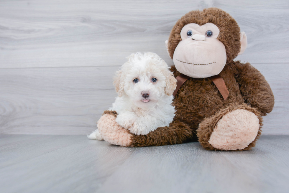 Friendly Poodle Baby