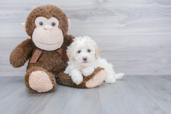 Poodle Pup Being Cute