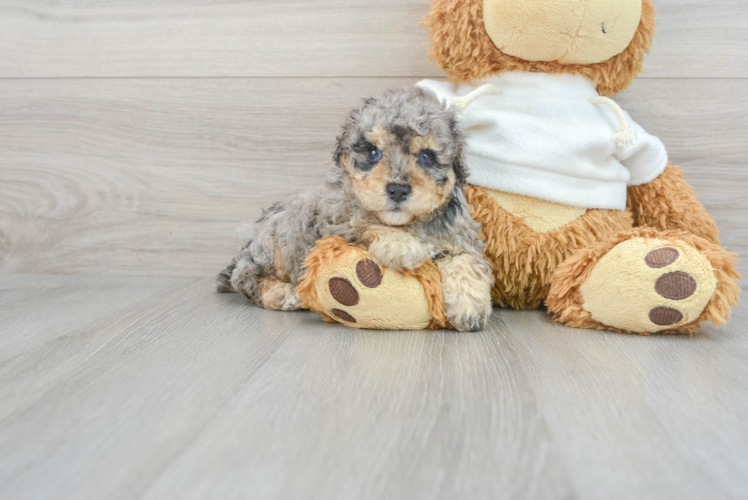 Playful Poodle Baby