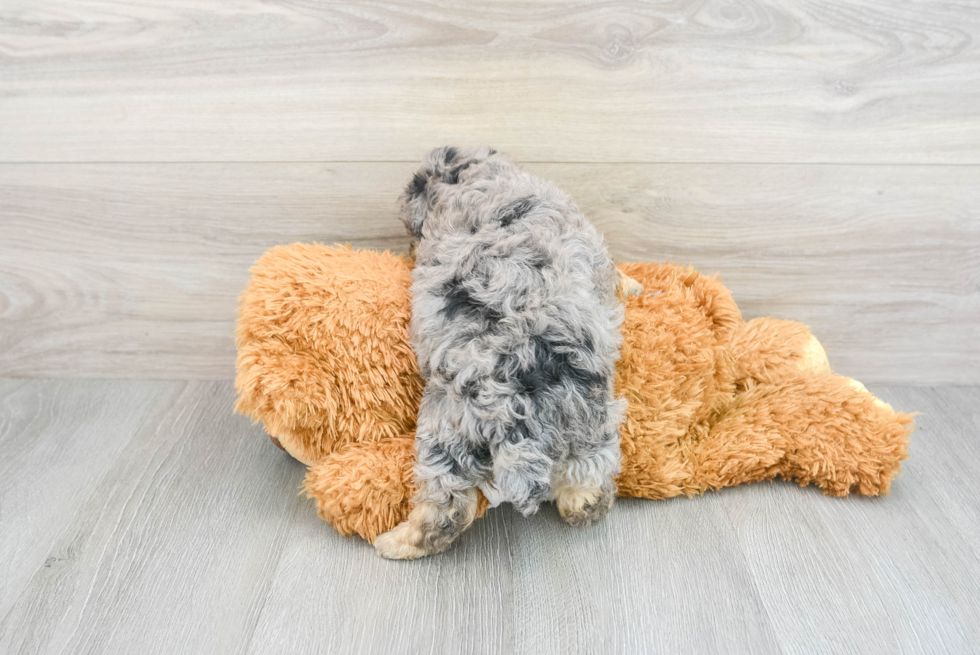 Poodle Pup Being Cute