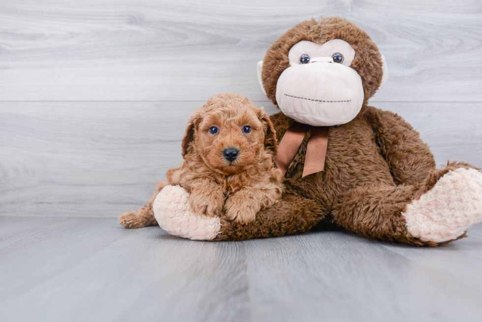 Fluffy Pudle Purebred Puppy