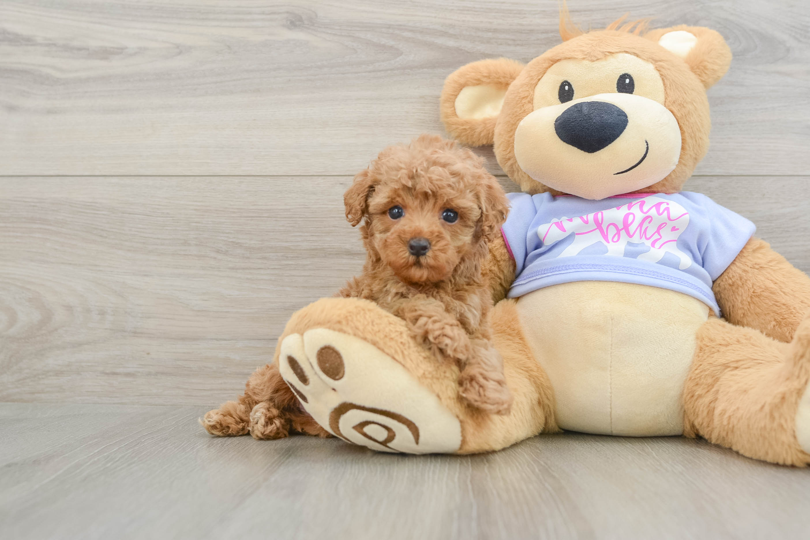 Best Poodle Baby