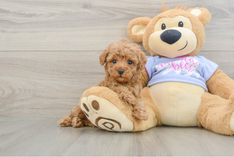 Best Poodle Baby