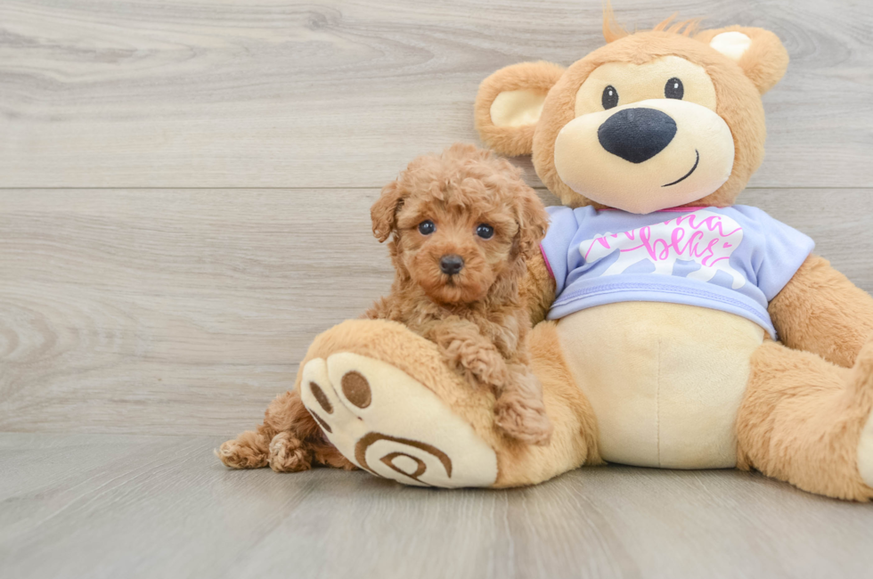 7 week old Poodle Puppy For Sale - Premier Pups