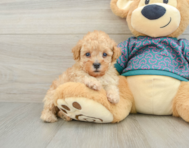 5 week old Poodle Puppy For Sale - Premier Pups