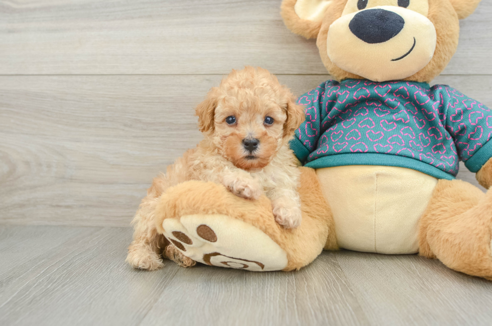 6 week old Poodle Puppy For Sale - Premier Pups