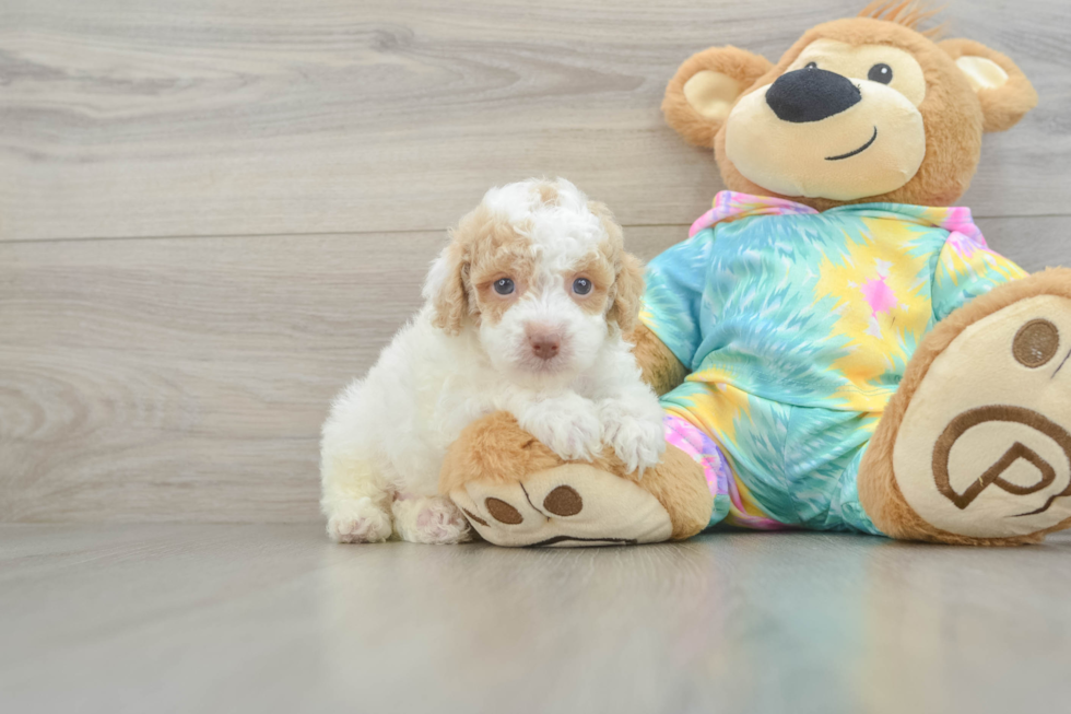 Akc Registered Poodle Purebred Pup
