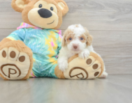 7 week old Poodle Puppy For Sale - Premier Pups