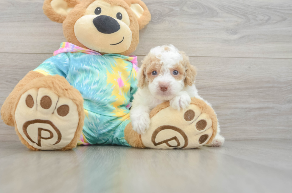 5 week old Poodle Puppy For Sale - Premier Pups