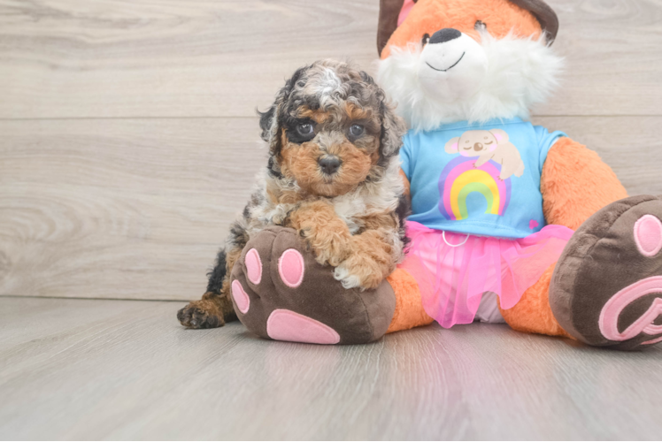 Friendly Poodle Purebred Pup