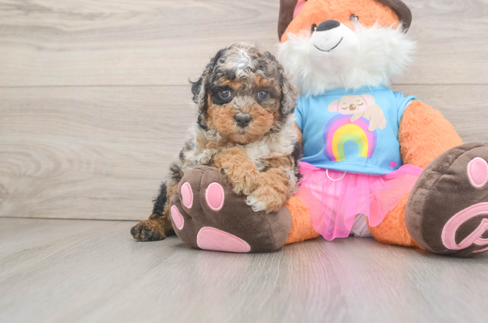 6 week old Poodle Puppy For Sale - Premier Pups