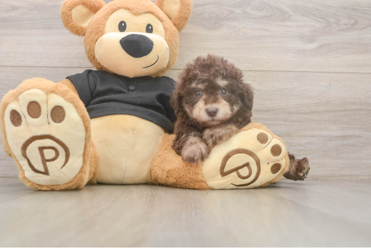 Popular Poodle Purebred Pup