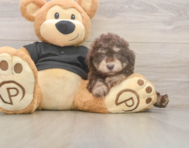 7 week old Poodle Puppy For Sale - Premier Pups