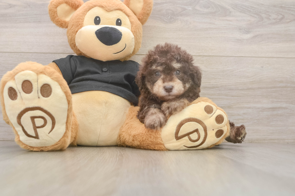 5 week old Poodle Puppy For Sale - Premier Pups