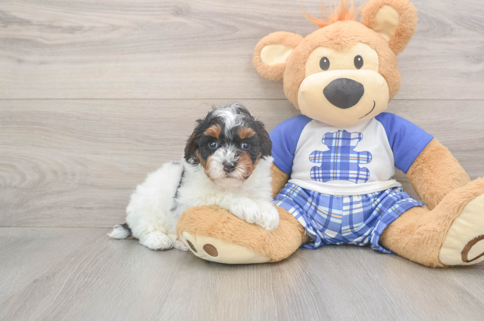 5 week old Poodle Puppy For Sale - Premier Pups