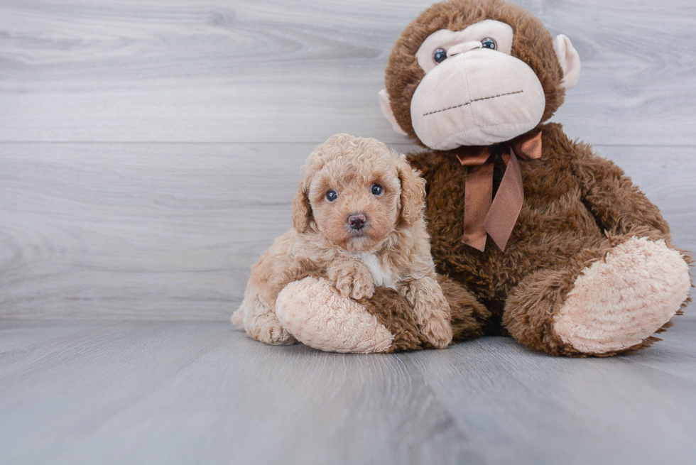 Fluffy Pudle Purebred Puppy