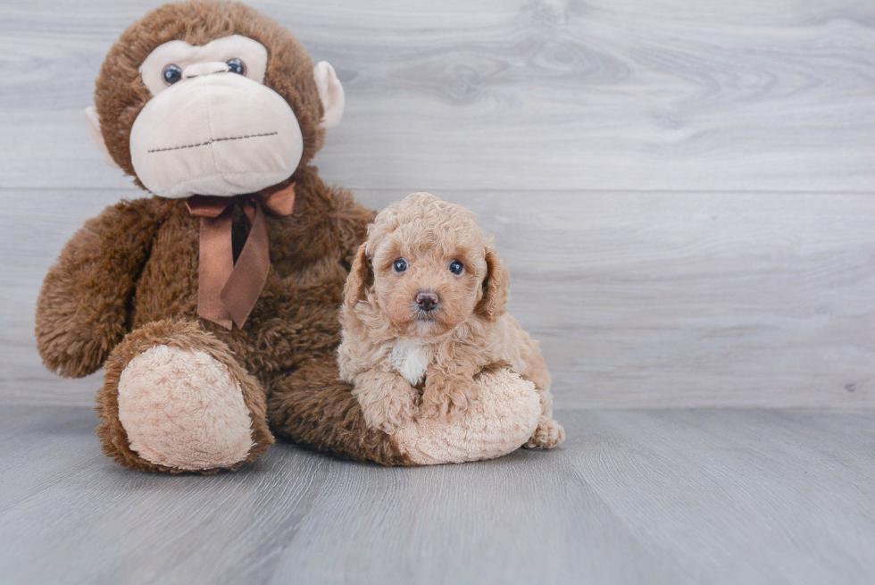 Poodle Pup Being Cute