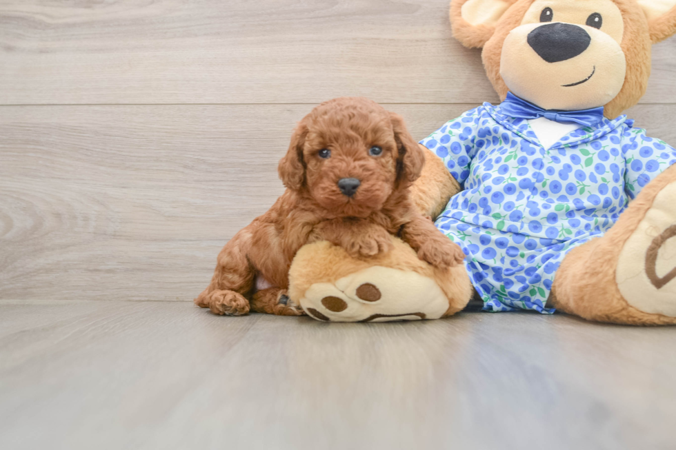 Poodle Pup Being Cute