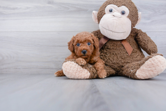 Poodle Pup Being Cute