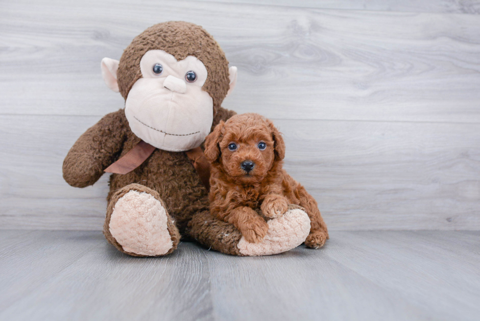 Friendly Poodle Baby