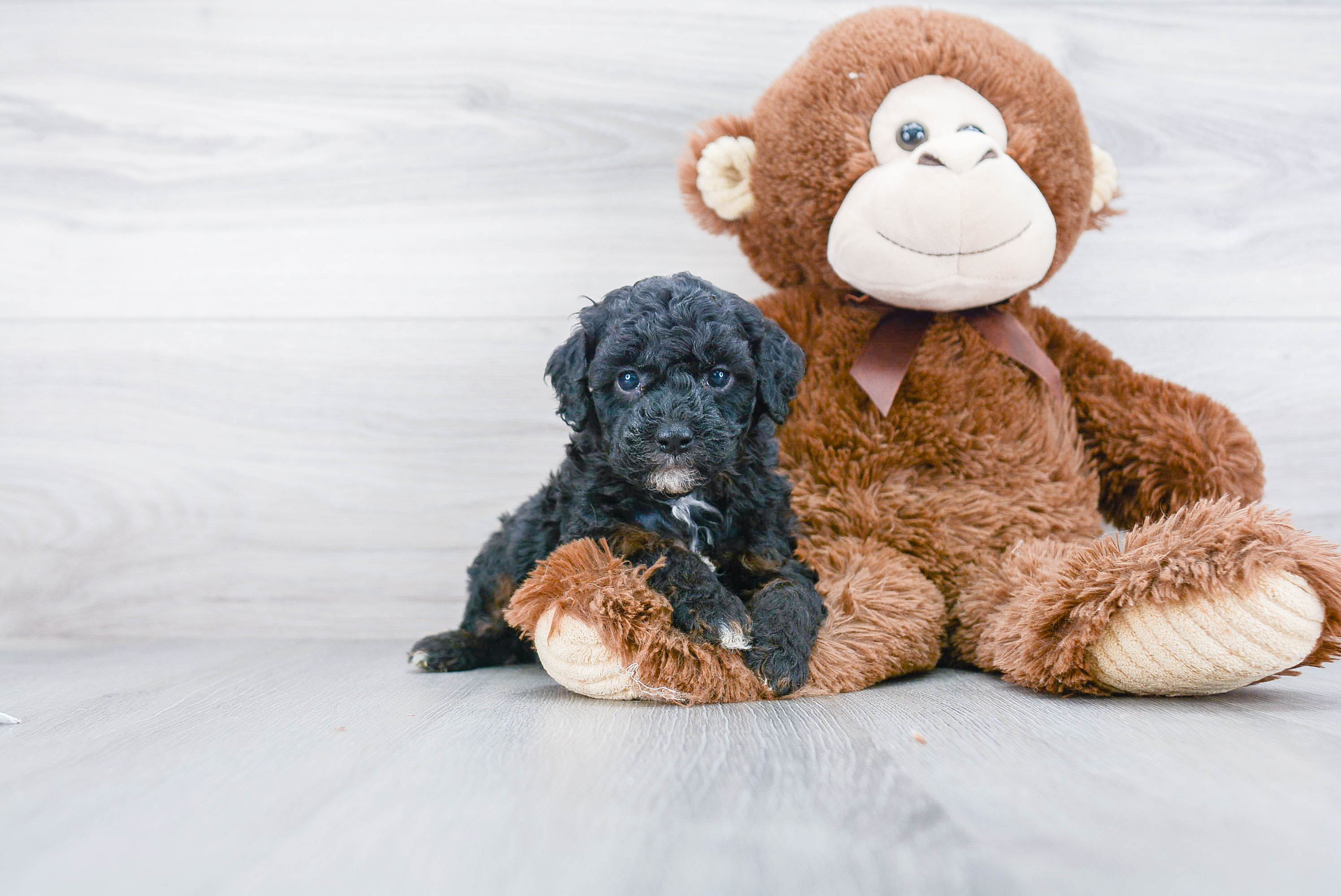 Energetic Pudle Purebred Puppy