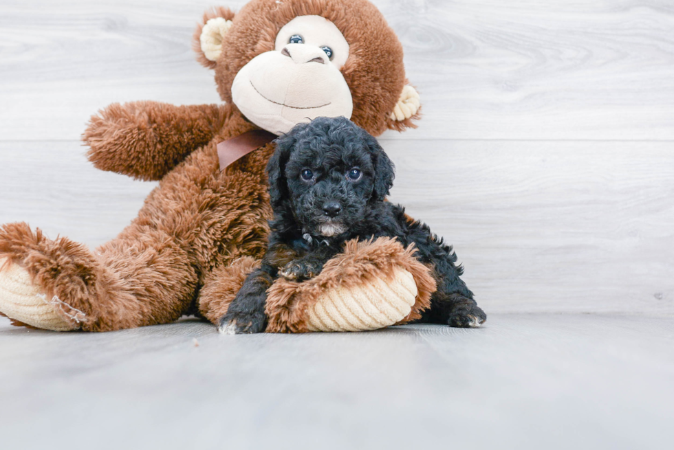 Poodle Pup Being Cute