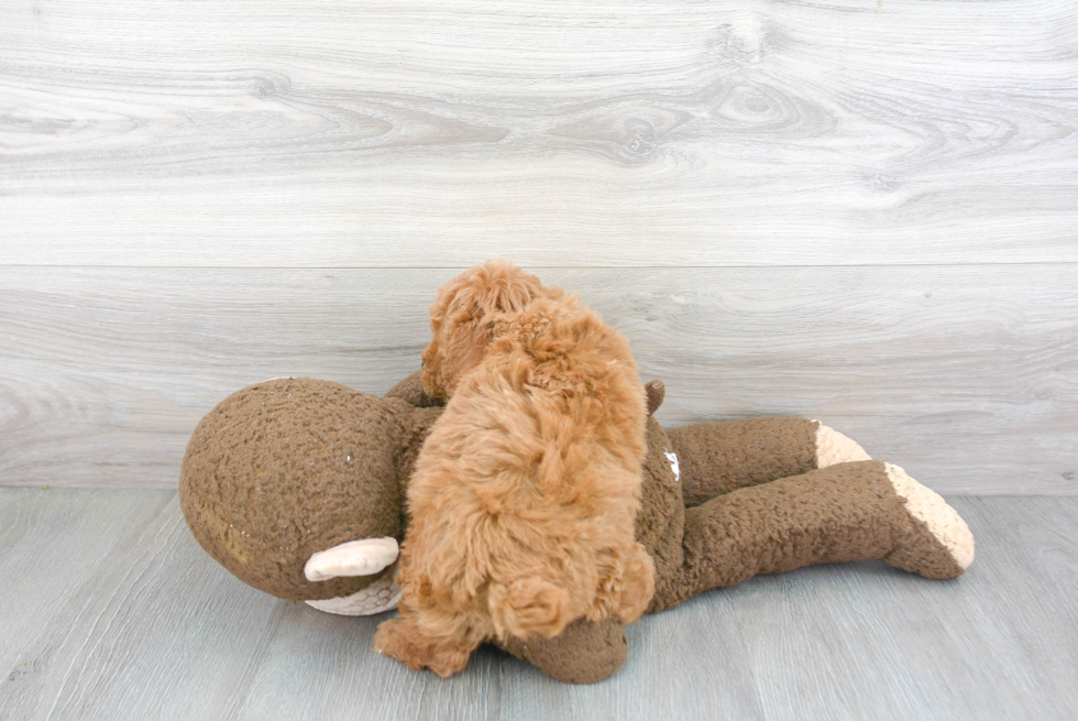 Playful Poodle Purebred Pup